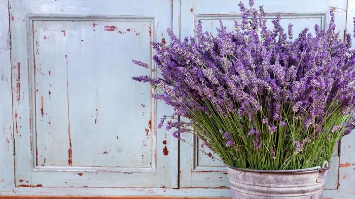 Los secretos del jardinero para multiplicar tus plantas de lavanda