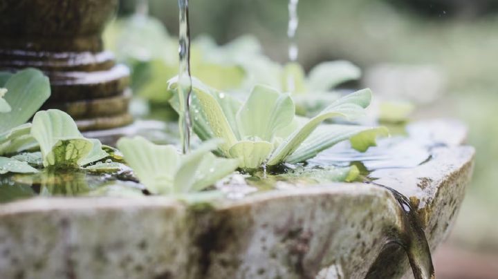 Feng Shui: Armoniza tu hogar creando tu propio oasis de energía