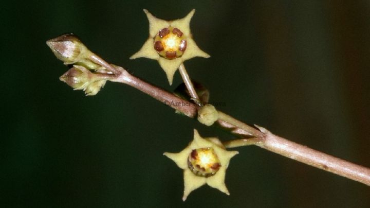 Caralluma edulis, la suculenta con virtudes medicinales y potencial culinario