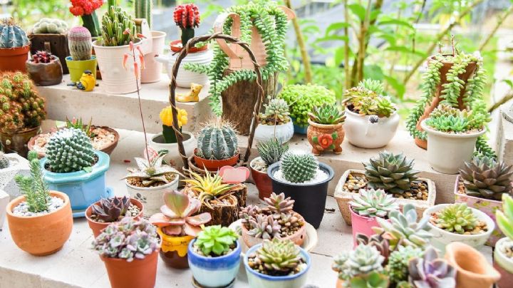 Descubre las más llamativas características de estos preciados cactus miniatura