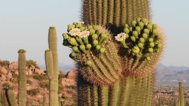 Descubre 10 variedades de cactus cuyos frutos son comestibles