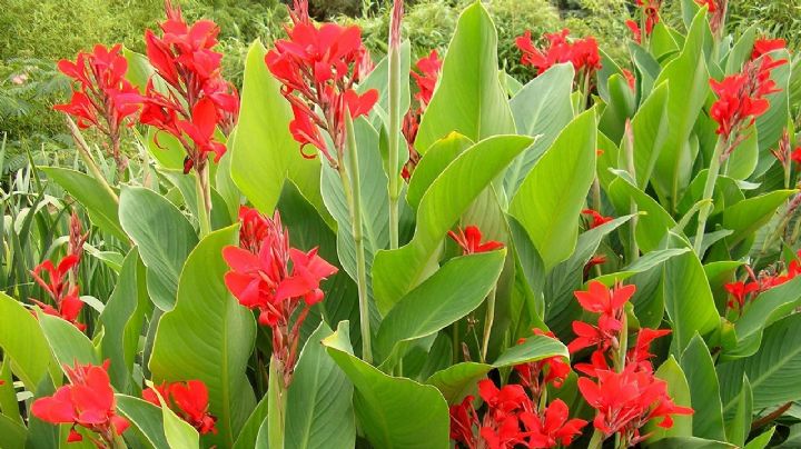 Canna indica: La planta tropical que tendrá un papel protagónico en tu jardín