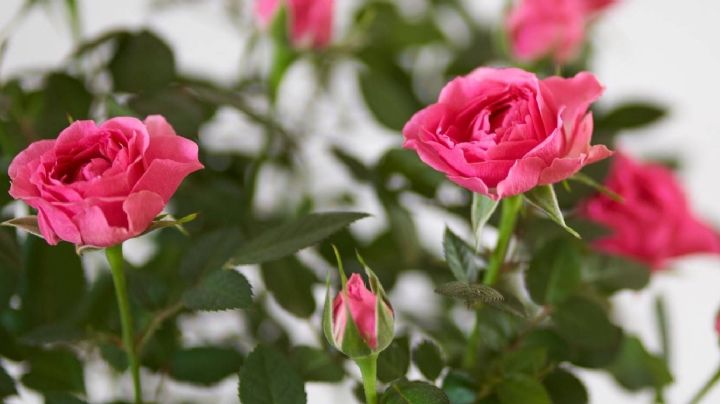 Embellece tus rosas con un abono casero