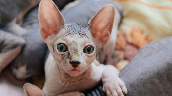 Sphynx: Características y particularidades del exótico gato esfinge