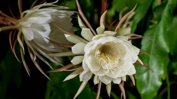 La Flor Kadupul: Un romance nocturno y fragante