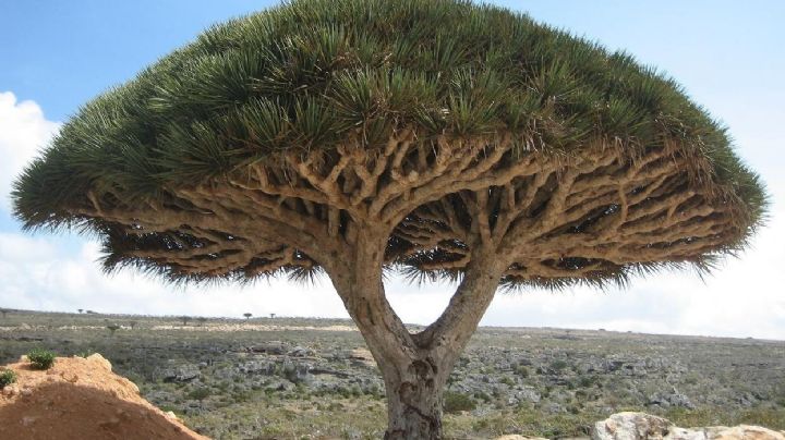 Descubre el asombroso Árbol Sangre de Dragón