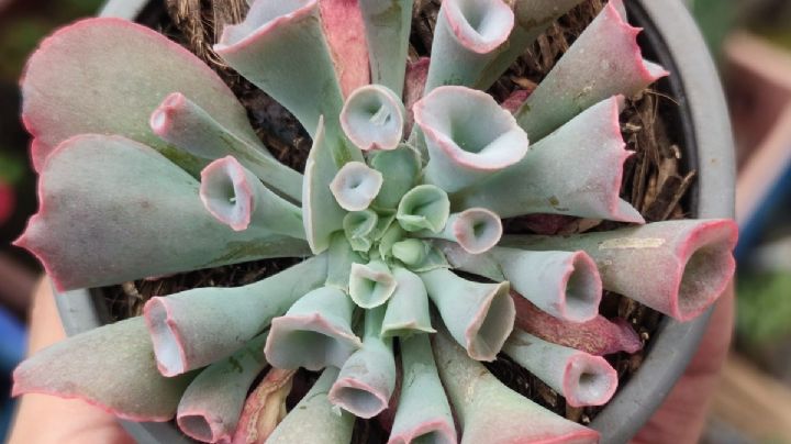 Echeveria Pink Trumpet: Una suculenta exótica para tu hogar