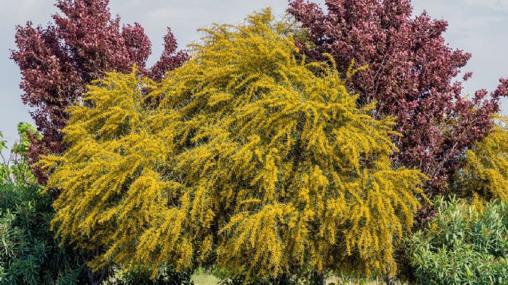 Descubre la maravillosa Acacia Baileyana: la planta ideal para tu jardín