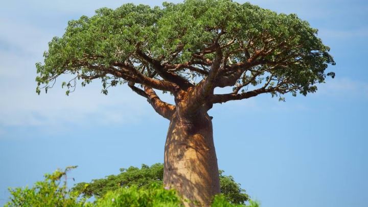 Descubre el asombroso Baobab: más que una planta suculenta, un gigante verde