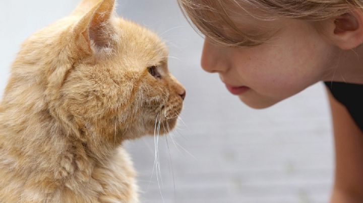 Trucos infalibles para ganarte el amor de tu gato