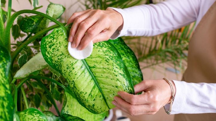 Transforma el interior de tu casa con la planta perfecta para principiantes