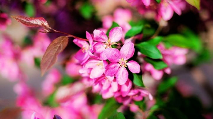 Aprende a elaborar tu propio fertilizante orgánico para plantas con solo dos ingredientes