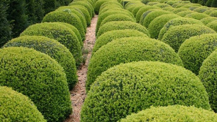 Buxus sempervirens: El elegante arbusto de larga vida para tu jardín