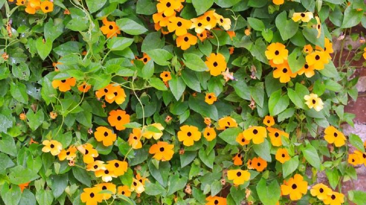 Thunbergia alata: La planta trepadora que embellece tu hogar