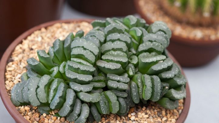 Haworthia Truncata: La suculenta escondida de los jardines