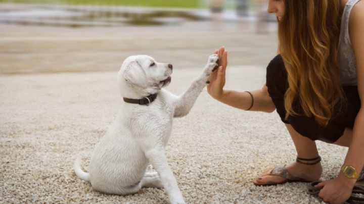 4 trucos que debes aprender si quieres que tu perro sea obediente