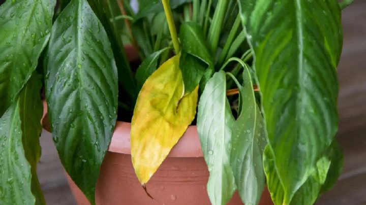 Descubre el secreto para revivir tus plantas con hojas amarillas en solo una semana