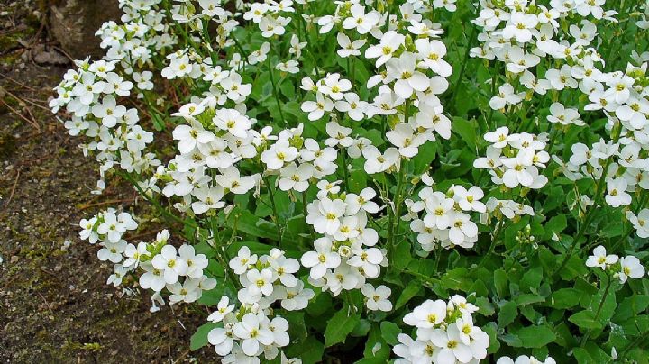 Arabis caucásica: Flores hermosas y resistentes para tu jardín