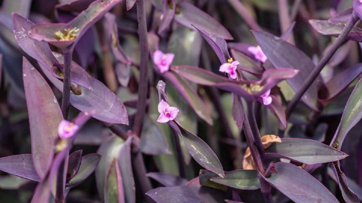 Esta es la planta color púrpura que además de embellecer tu jardín es fácil de cuidar