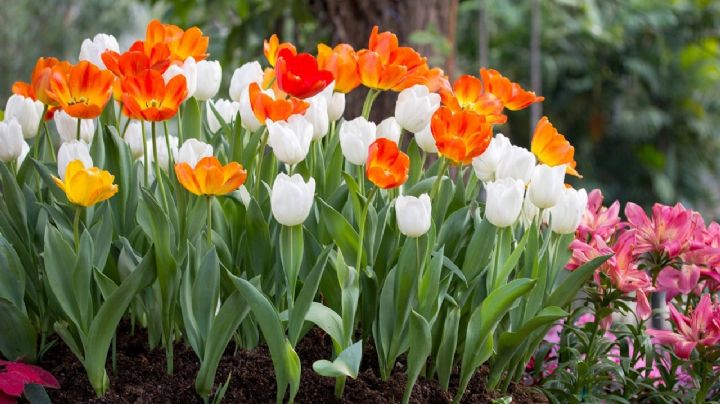 Aprende a cultivar y cuidar tus plantas de tulipanes y verás que produce flores en cantidad