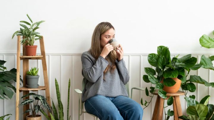 Un toque de verde: los beneficios de las plantas en casa