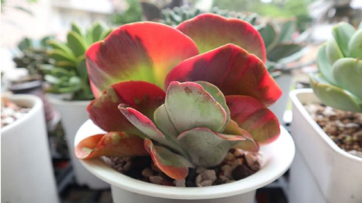 Kalanchoe Luciae: La suculenta maravilla de los jardines