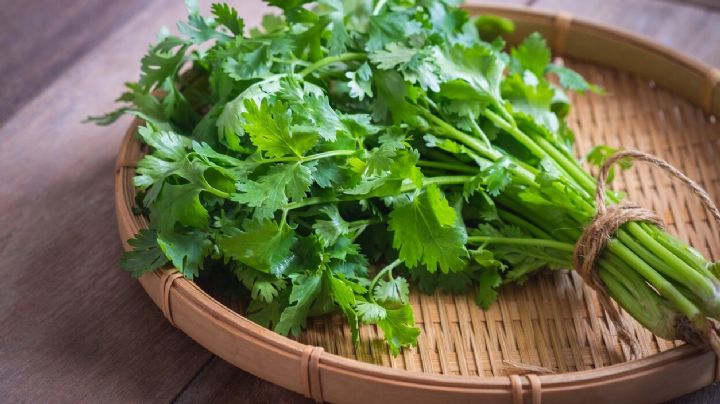 Cilantro: La hierba aromática que te ayuda a cuidar la salud