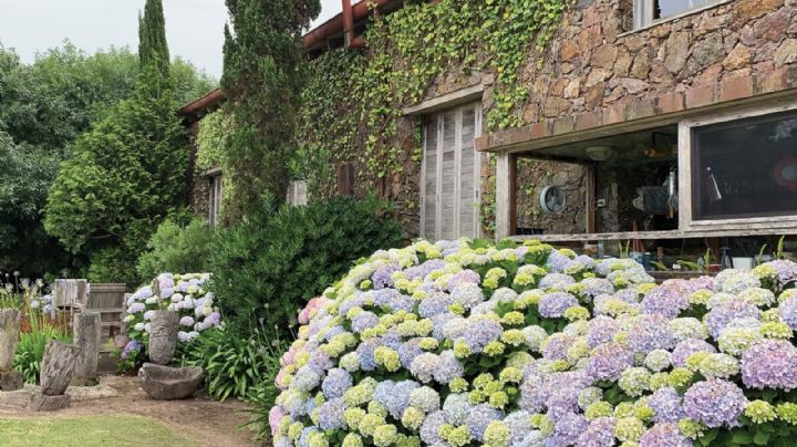 Descubre los secretos para cuidar tus hortensias y convertirlas en la envidia del barrio