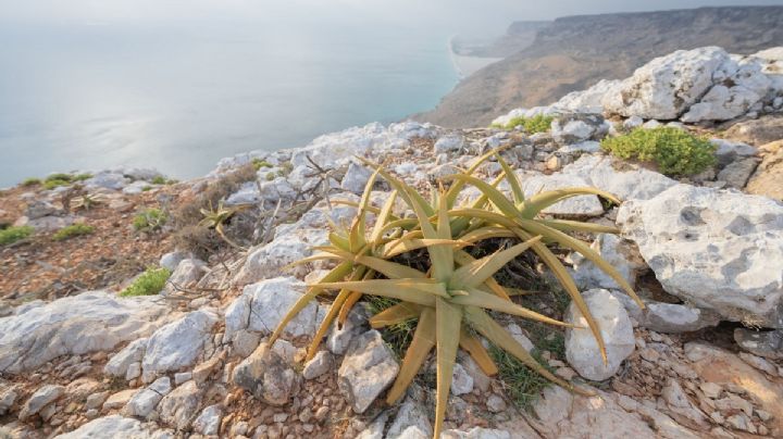 Aloe perryi: La suculenta que embellece y cuida