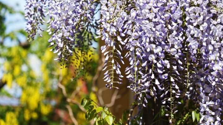 Glicina: La enredadera ornamental que embellece tu jardín