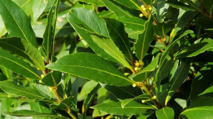 Laurel: Tu compañero verde y aromático