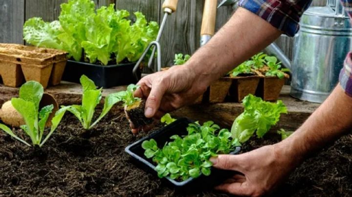 Huerta en casa: descubre las plantas comestibles de fácil cuidado