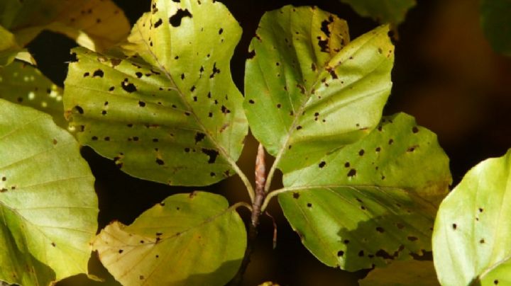 Descubre el insecticida natural para plantas que elimina las plagas más comunes