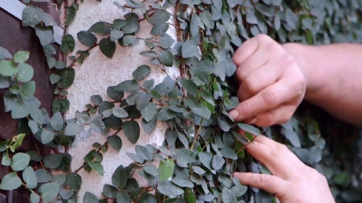 Enamorada del muro: una planta trepadora que querrás tener en tu jardín