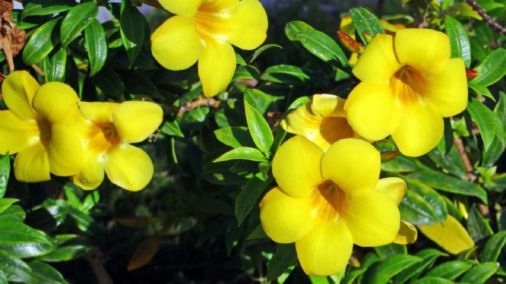 Jazmín Amarillo: Tu planta floral con estilo