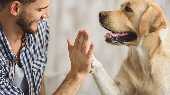 6 maneras en las que tu perro te dice que confía en ti