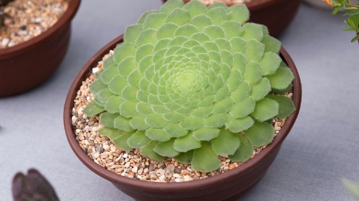 Aeonium tabulaeforme: Cuidados y cultivo de una suculenta plana y sin tallo