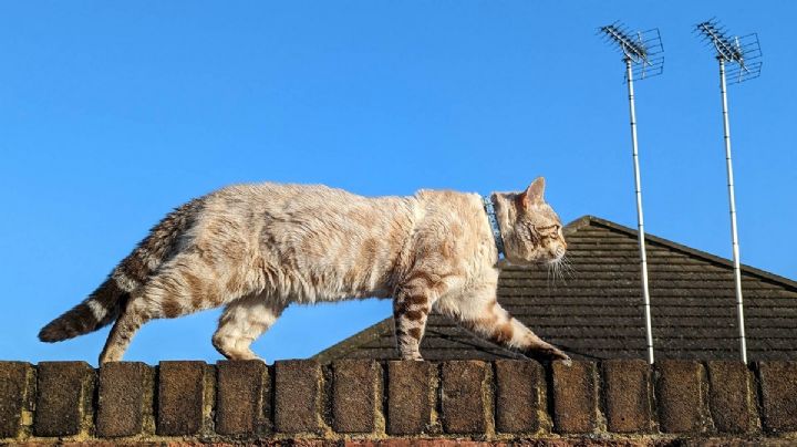 5 señales claras de que tu gato abandonará el hogar