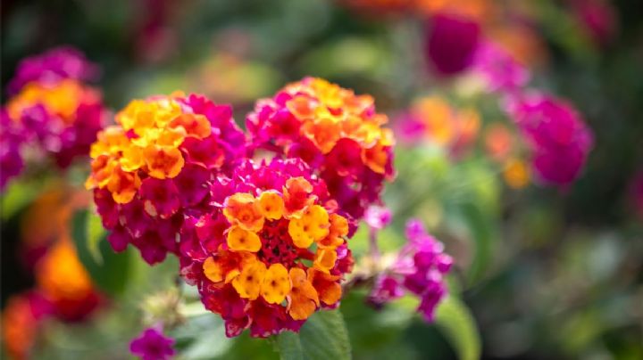 La planta de hojas elípticas y flores diminutas que amarás tener en tu jardín