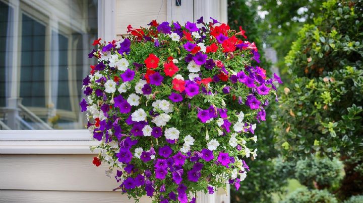 Prepara tus plantas de petunias de cara al inicio de la primavera y disfruta de su bonita floración