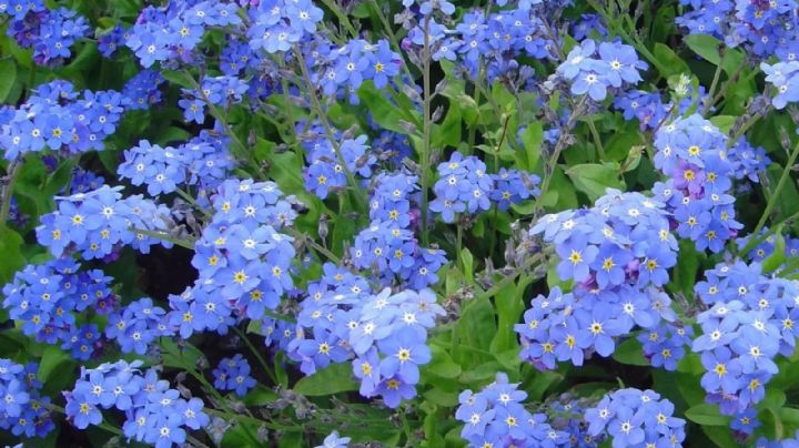 La flor azul de los Alpes: ¡La planta ideal para darle color a tu patio, jardín y balcones!