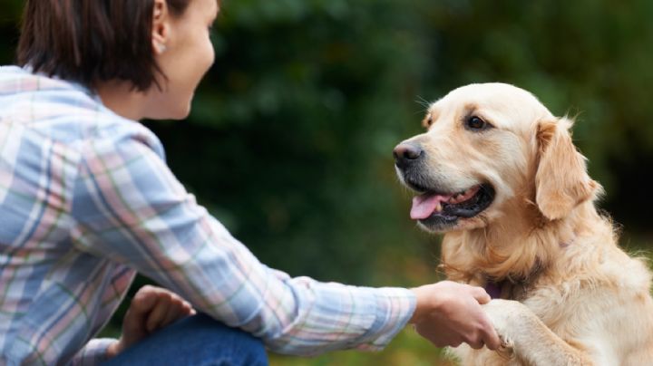 5 trucos infalibles para adiestrar un perro callejero