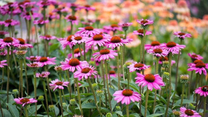 Echinacea purpurea: La planta multifunción para tu jardín