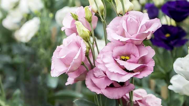 Lisianthus: La maravilla floral que iluminará tu jardín