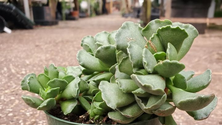 Adromischus Cristatus: la suculenta más buscada por los coleccionistas