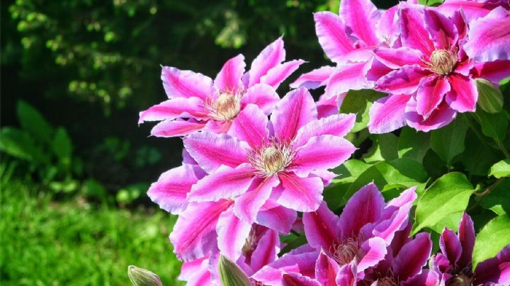 Clemátide: Cuidados y cultivo de esta hermosa planta ornamental