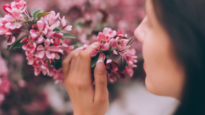 Las 4 flores que perfuman el ambiente según los expertos