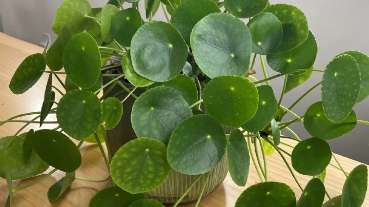 Pilea Peperomioides: La planta con flores que todos quieren para decorar su casa