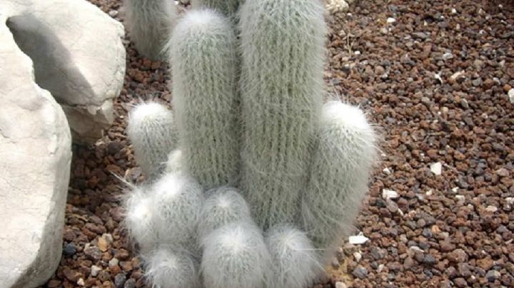 Conoce al Cephalocereus senilis: El Cactus de Algodón