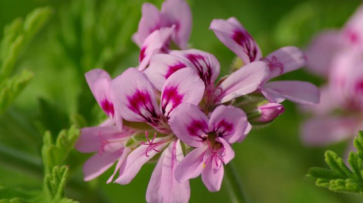 Pelargonium citrodorum: Una planta ornamental y repelente de mosquitos